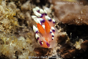 Flabellina Nudybranch 
Bunaken Island, Sulawesi,Indonesi... by Hans-Gert Broeder 